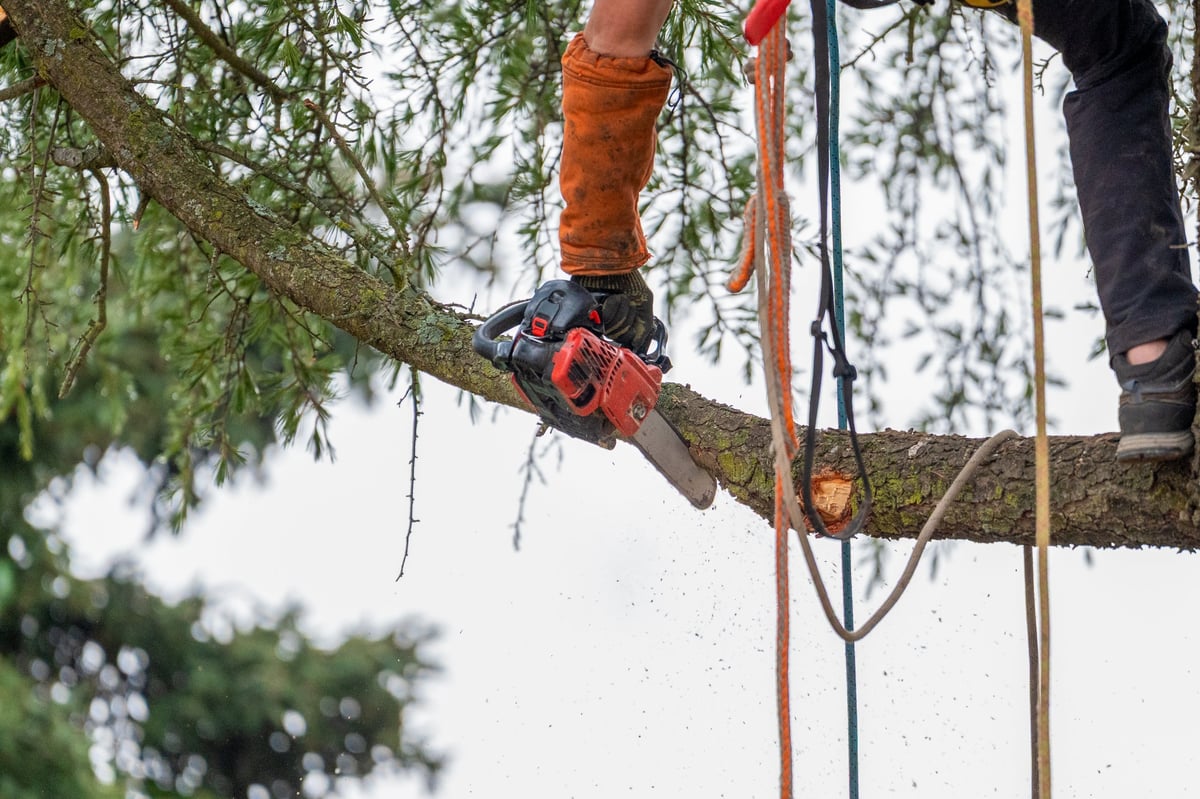 Arborist pruning tree with chainsaw suspended in safety harness